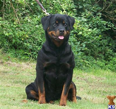 Dogs for Sale in WA